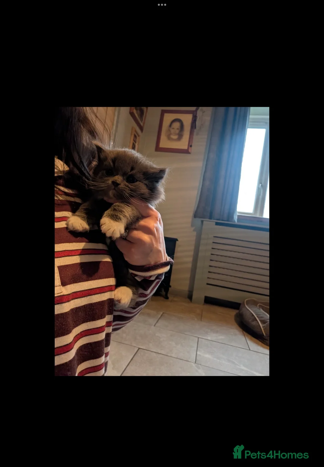 British Shorthair cats for sale: British shorthair kittens  - Advert 6