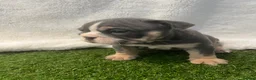English Bulldog dogs for sale: BEAUTIFUL ENGLISH BULLDOGS  - Advert 18