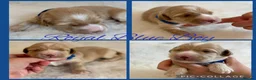 Double Doodle dogs for sale: Multigen Prestige Australian Labradoodle puppies💜 - Advert 7
