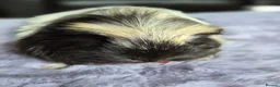 Guinea Pig rodents for sale: 2 young sows  - Advert 4