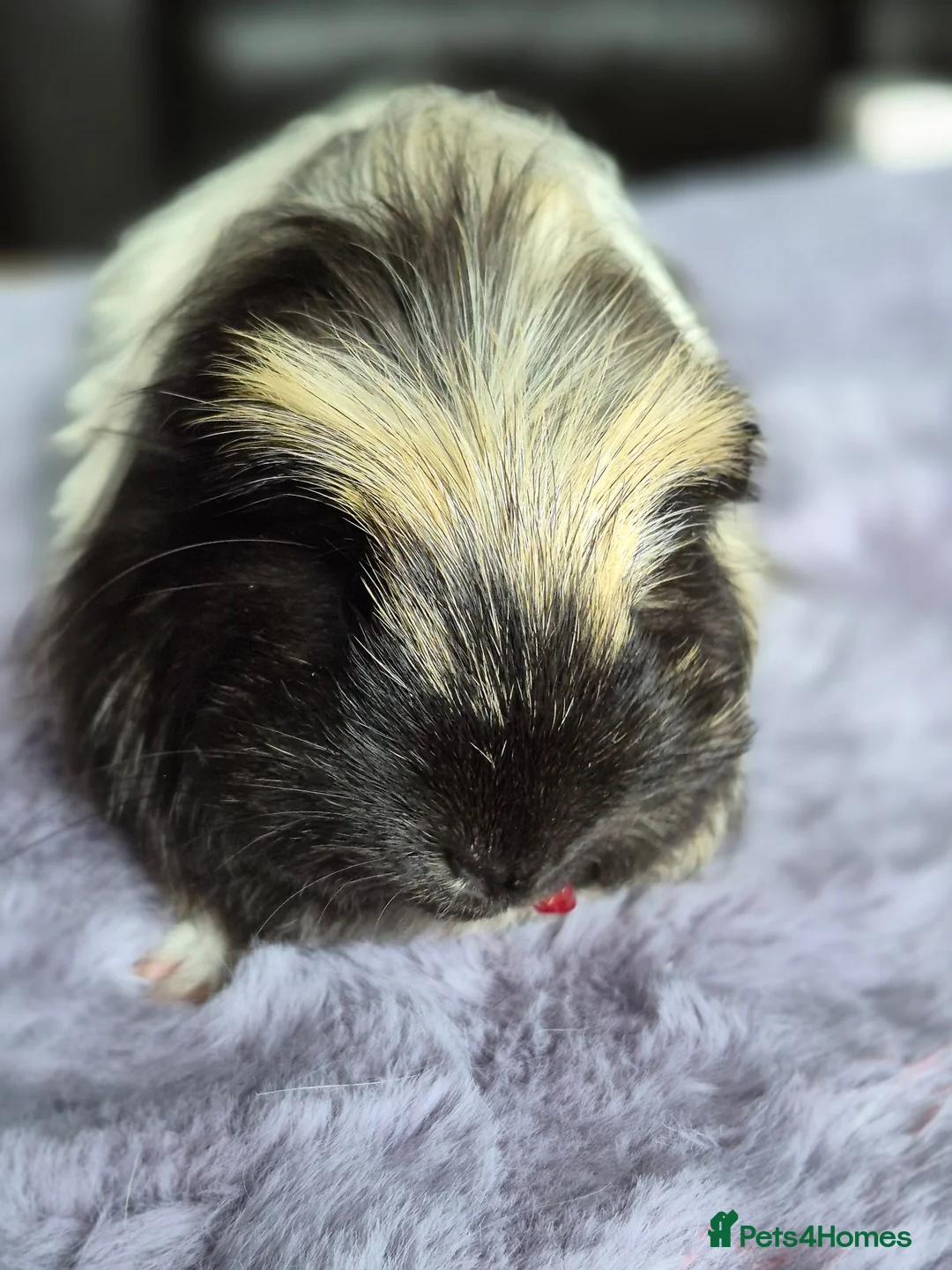 Guinea Pig rodents for sale: 2 young sows  - Advert 4