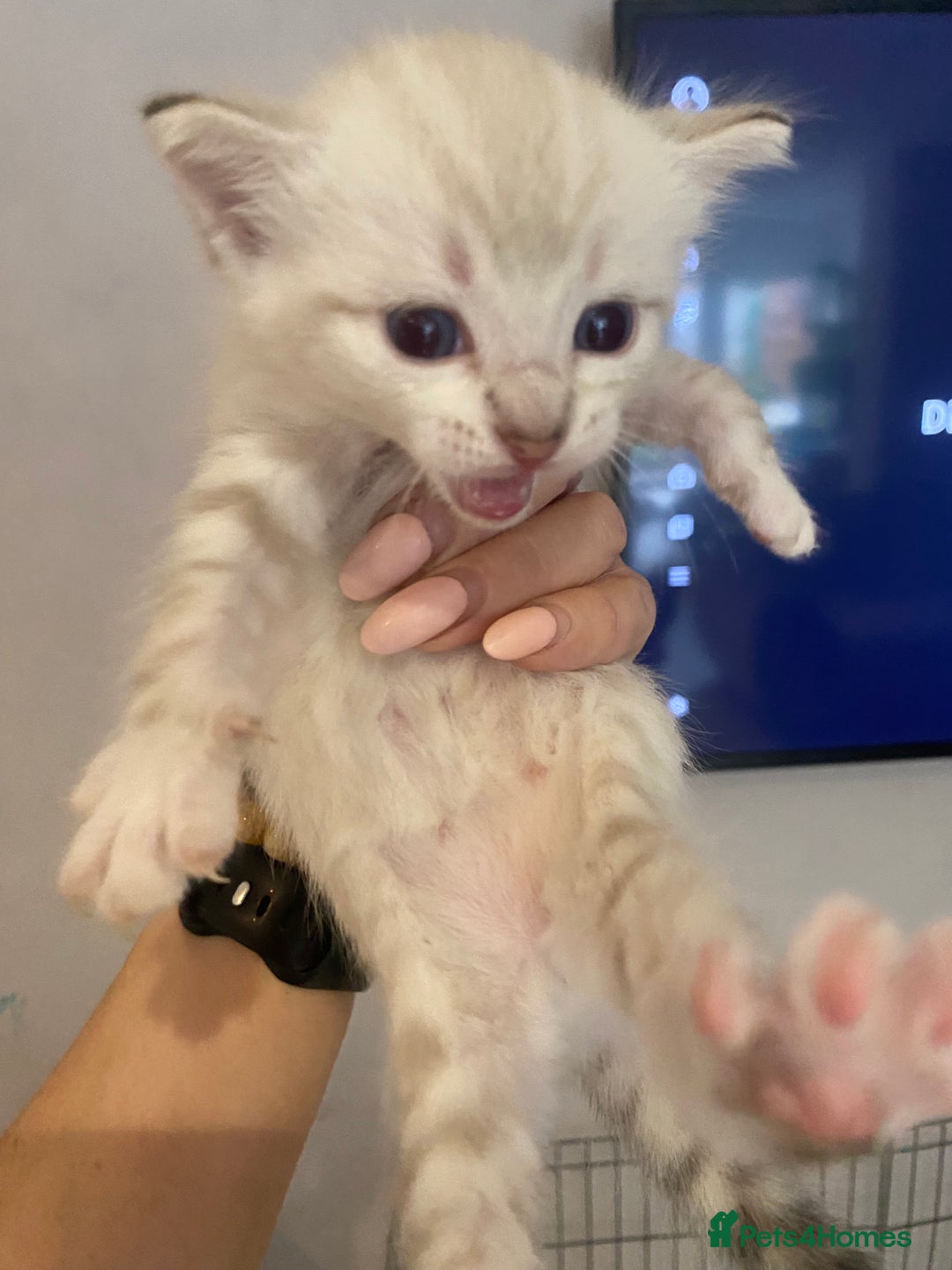 Bengal cats for sale: Bengal Cross Kittens  - Image 25