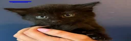 Mixed Breed cats for sale: Mixed Breed Of Black Kittens  in Coventry - Advert 5