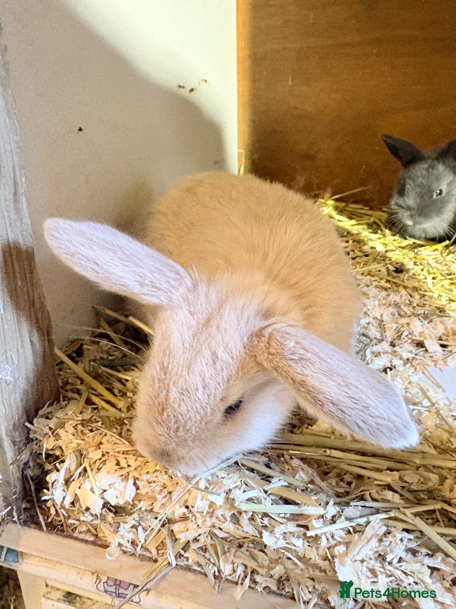 Mini Lop rabbits Mini lop baby rabbits  - Advert 1