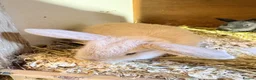 Mini Lop rabbits for sale: Mini lop baby rabbits REDUCED  - Advert 3