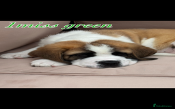 Saint Bernard dogs for sale: My bubba’s - Image 4