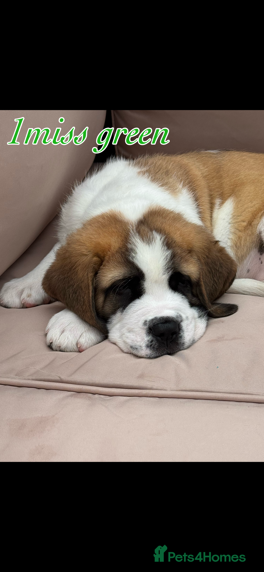 Saint Bernard dogs for sale: My bubba’s - Image 4