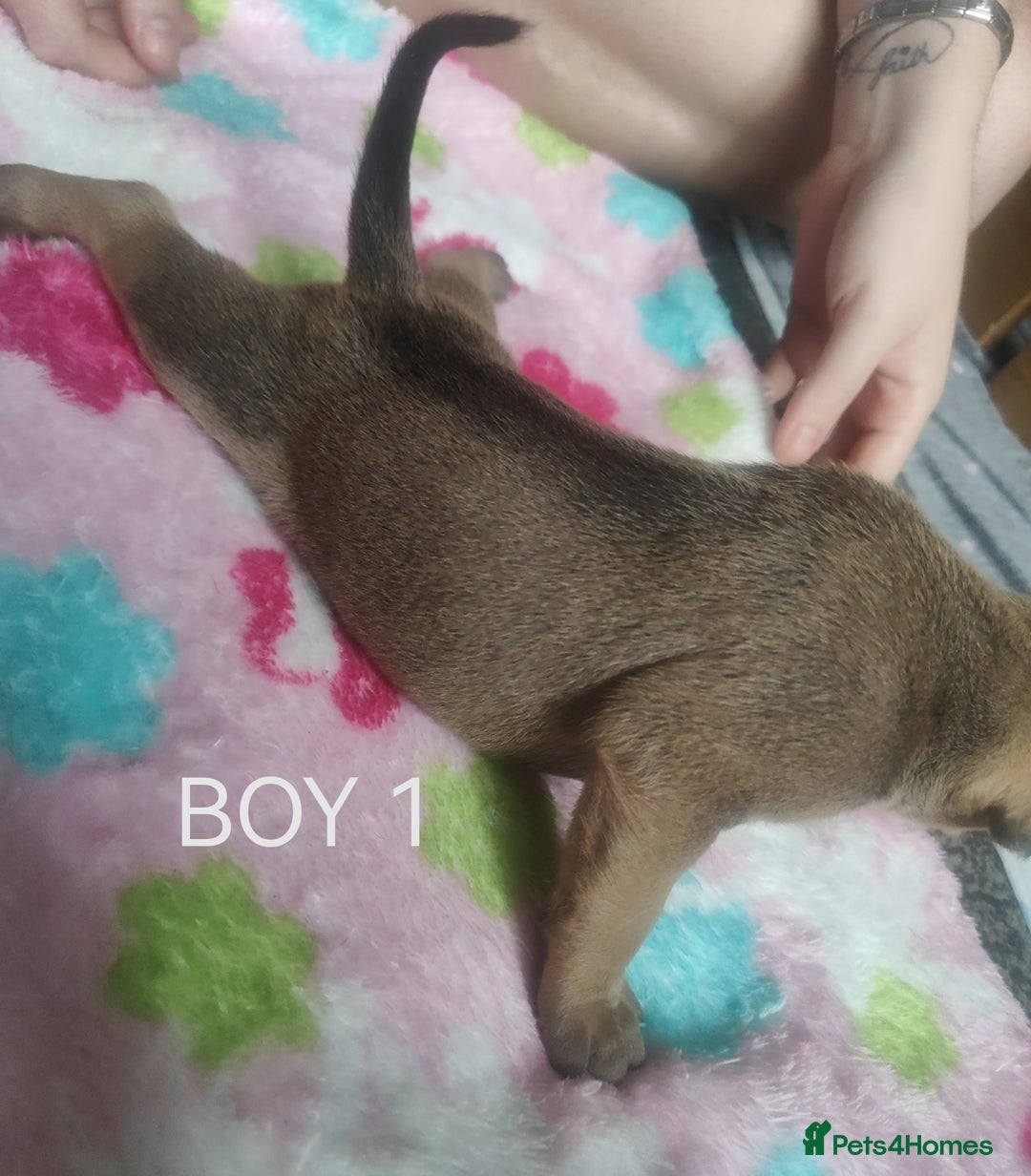 Mixed Breed dogs for sale: Lab x staff pups  - Image 18