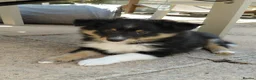 Shetland Sheepdog dogs for sale: Beautiful Tri girl puppies available from 19th Aug in Nottingham - Advert 4