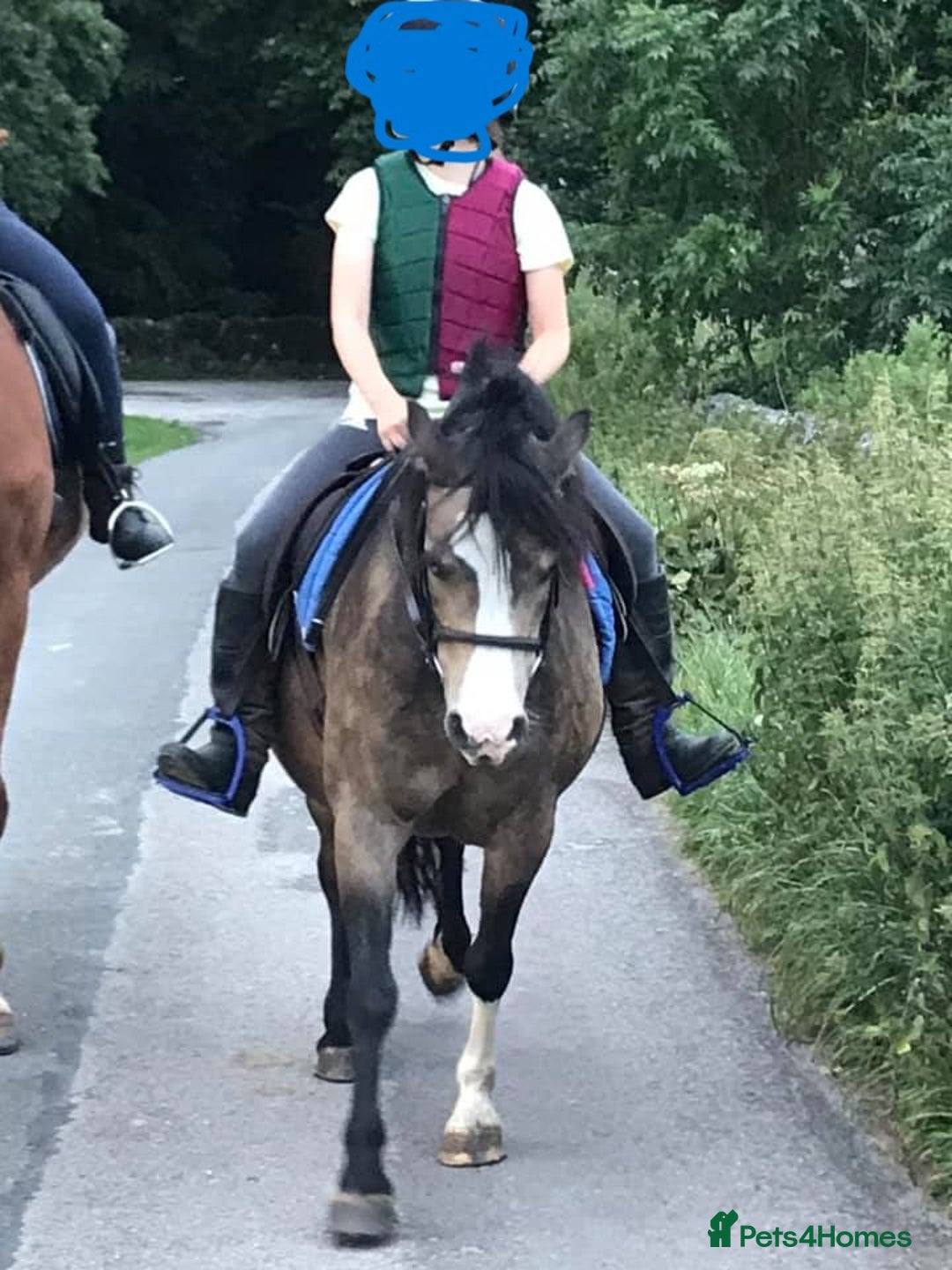 Welsh Section A horses for sale: welsh section A 12hh - Image 4