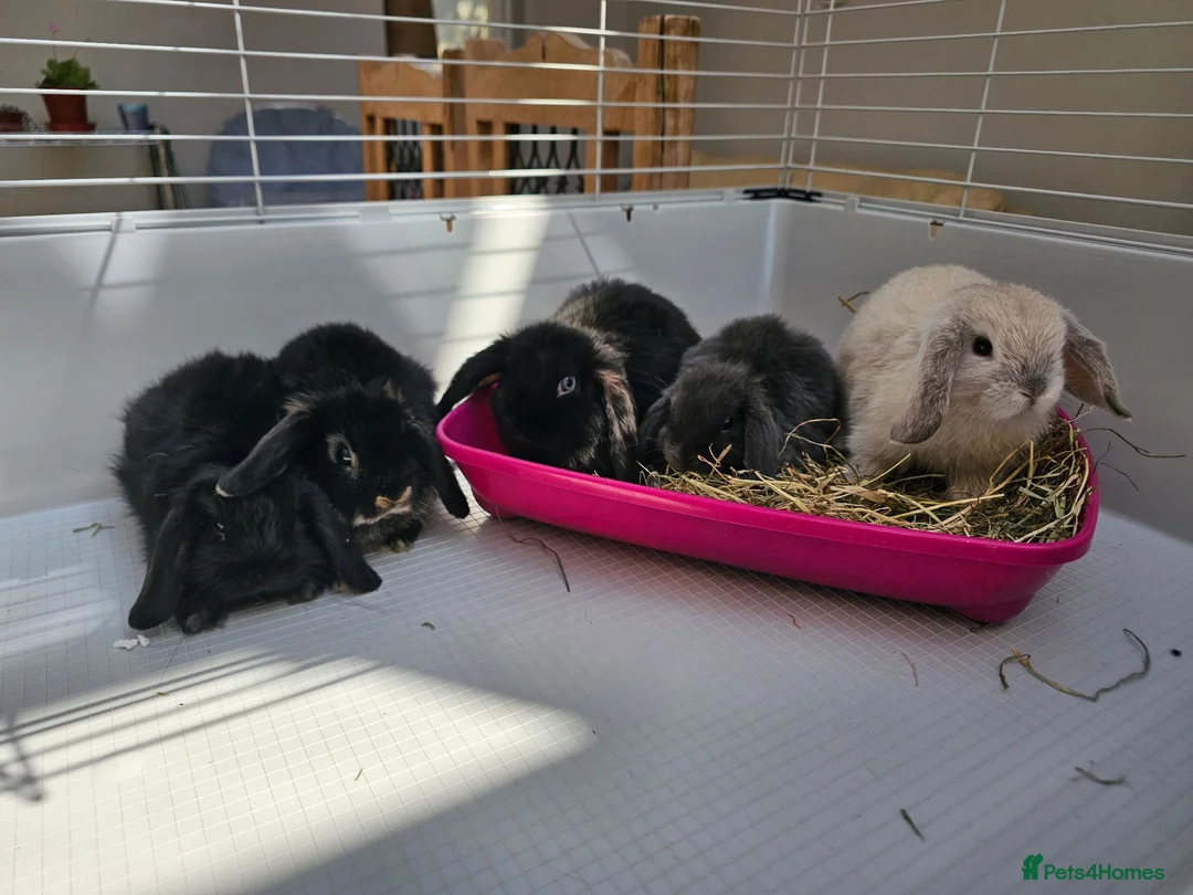 Mini Lop rabbits for sale: Mini lop bunnys  - Advert 1