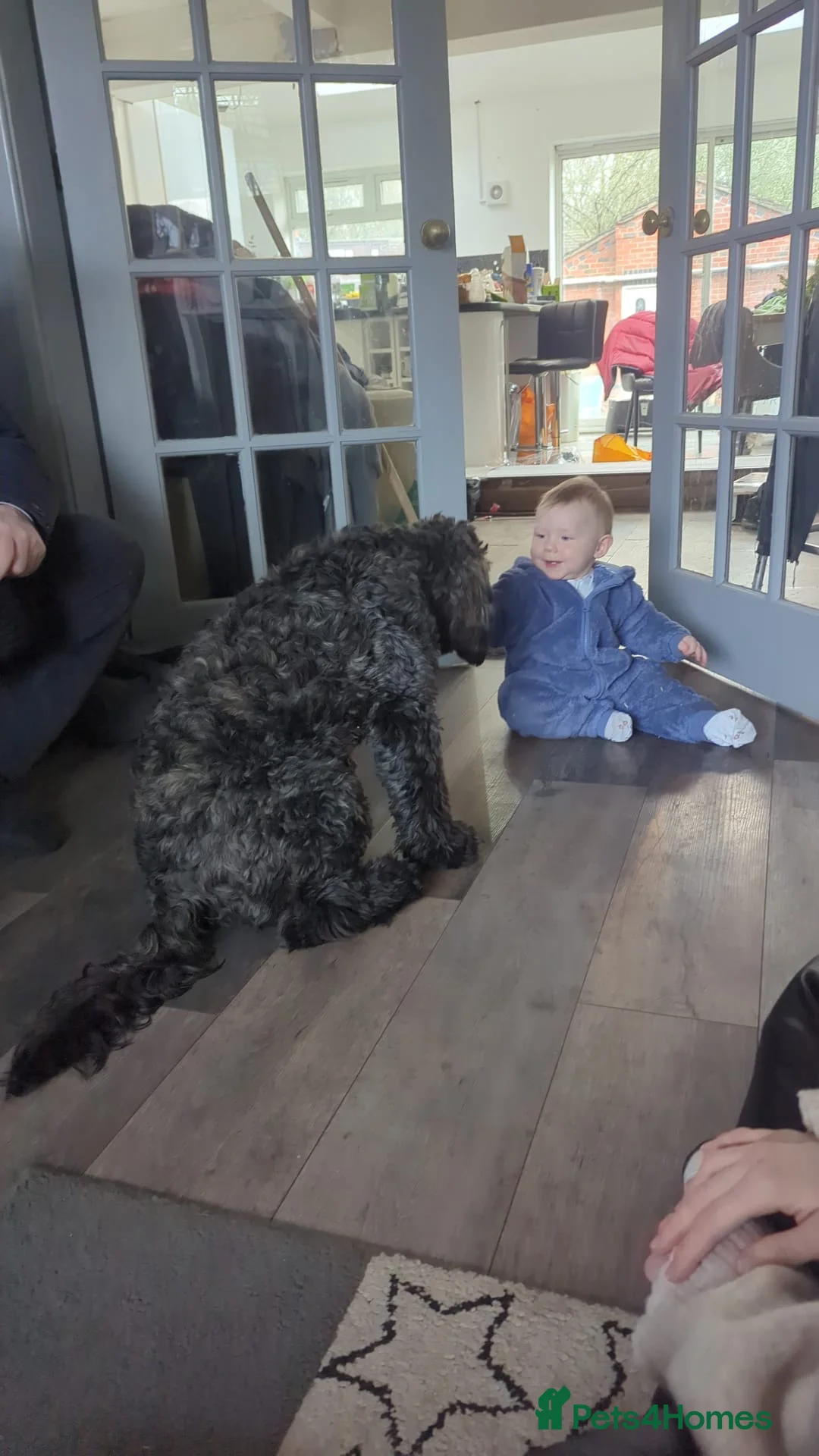 Mixed Breed dogs for sale: Loving, trained 8 M/O family dog seeking new home - Advert 6