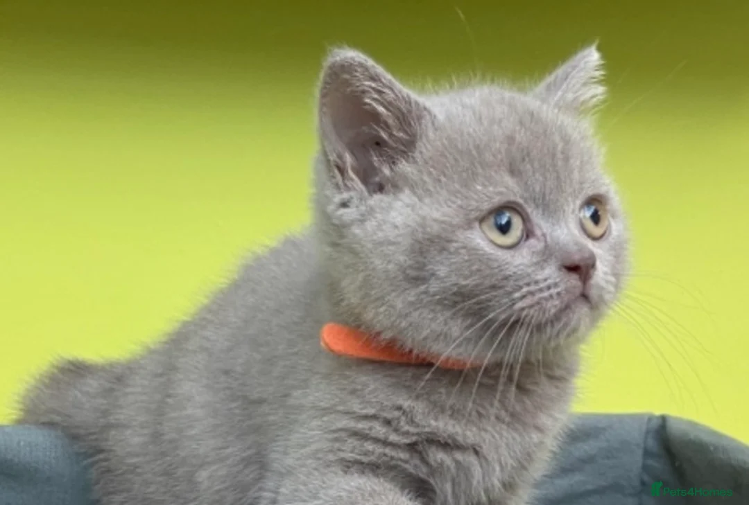 British Shorthair cats for stud: GCCF BRITISH SHORTHAIR STUD HUGE BOY MILTON KEYNES in Milton Keynes - Advert 7