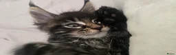 Maine Coon cats for sale:  🐾❤️ BEAUTIFUL MAINE COON KITTENS  ❤️🐾 - Advert 15