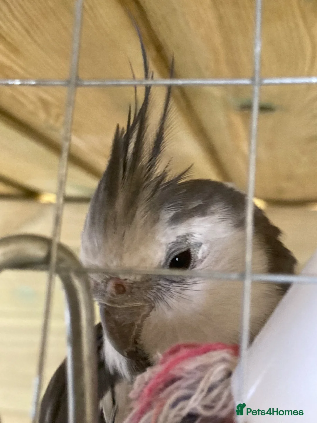 Cockatiels birds for sale: Cockatiels Male and Female - Advert 11