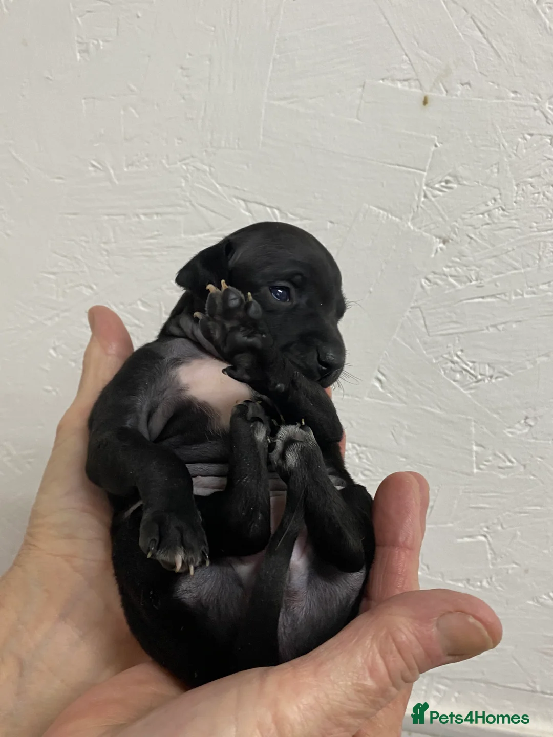 Italian Greyhound dogs for sale: Beautiful Italian Greyhound Puppies - Advert 14