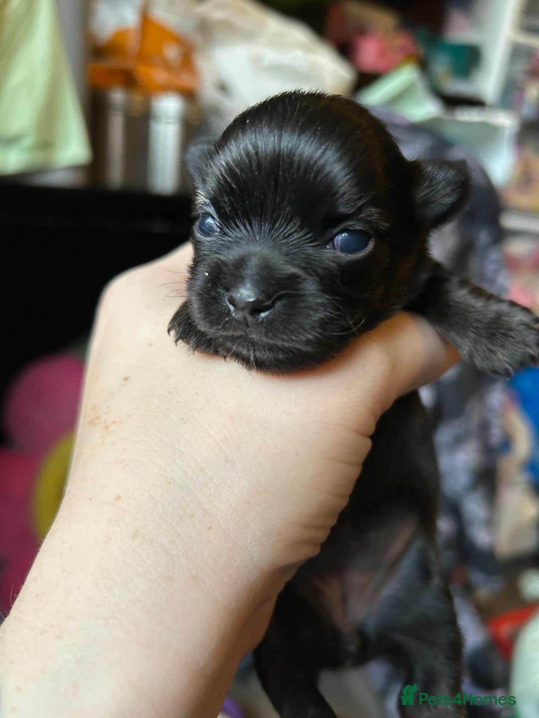 Pomchi dogs for sale: 2 beautiful tiny little Pomchi girls - Image 11