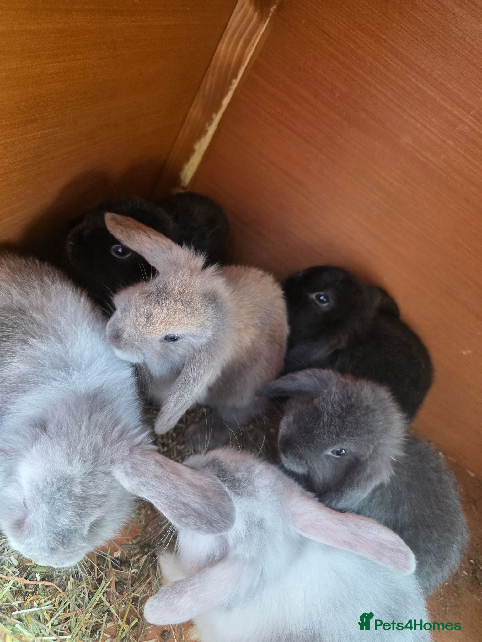 Mini Lop rabbits Mini loop - Advert 2