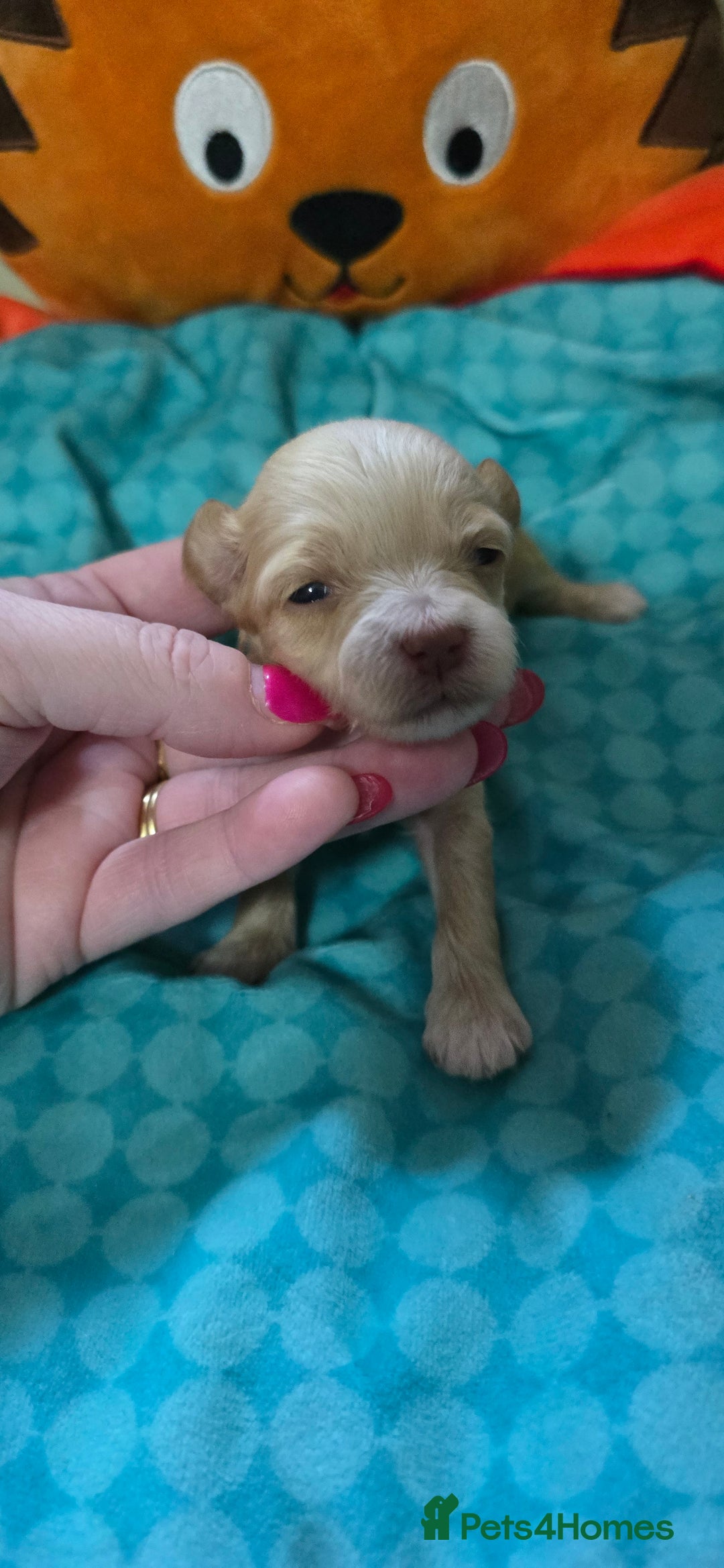 Mixed Breed dogs for sale: Beautiful Miniature Schnoodles  - Image 4