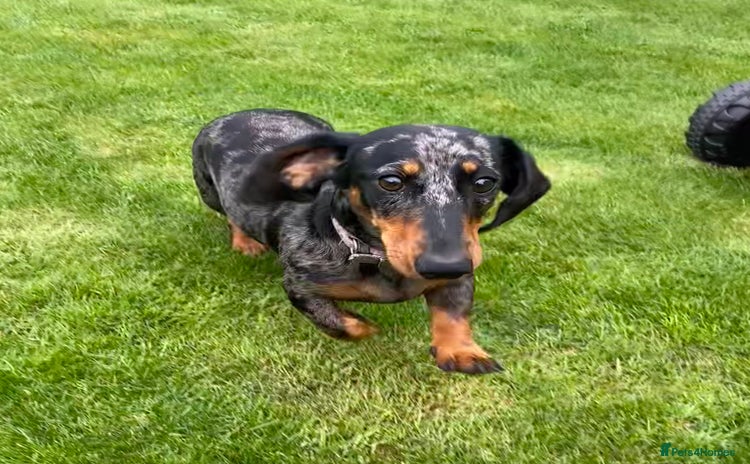 Miniature Dachshund dogs - Advert 1