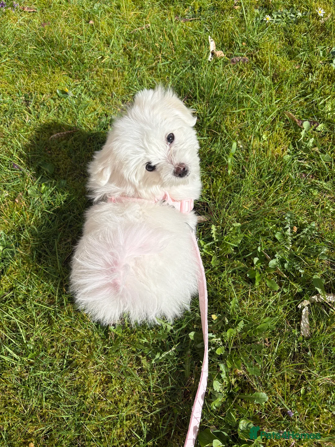 Bichon Frise dogs for sale: Bichon frise puppy - Advert 1