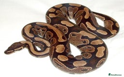 Python Snake reptiles for sale: Snakes for sale  - Image 2