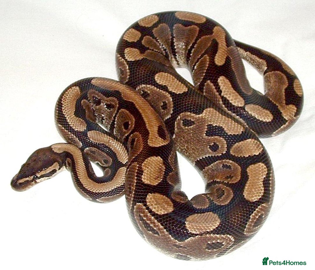 Python Snake reptiles for sale: Snakes for sale  - Image 2