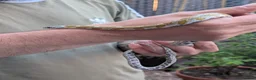 Corn Snake reptiles for sale: Corn snake in Gloucester - Advert 3