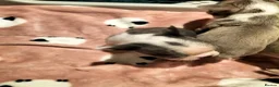 Boston Terrier dogs for sale: Boston Terrier  in Southend-on-Sea - Advert 2