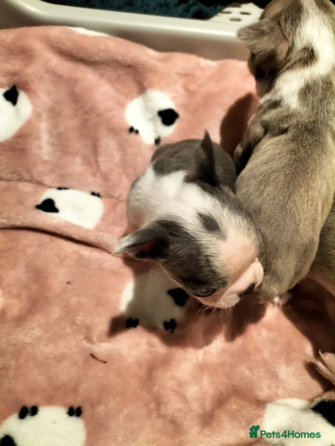 Boston Terrier dogs for sale: Boston Terrier  in Southend-on-Sea - Advert 2