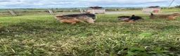 Lakeland Terrier dogs for sale: Lakeland Terrier pups - Advert 3