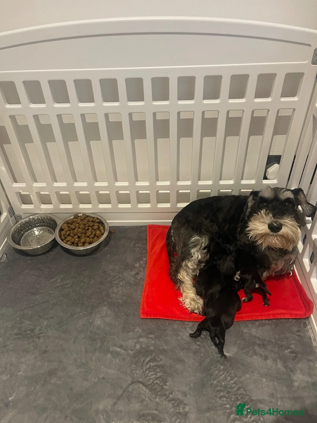 Miniature Schnauzer dogs for sale: Beautiful miniature schnauzers available  - Advert 1