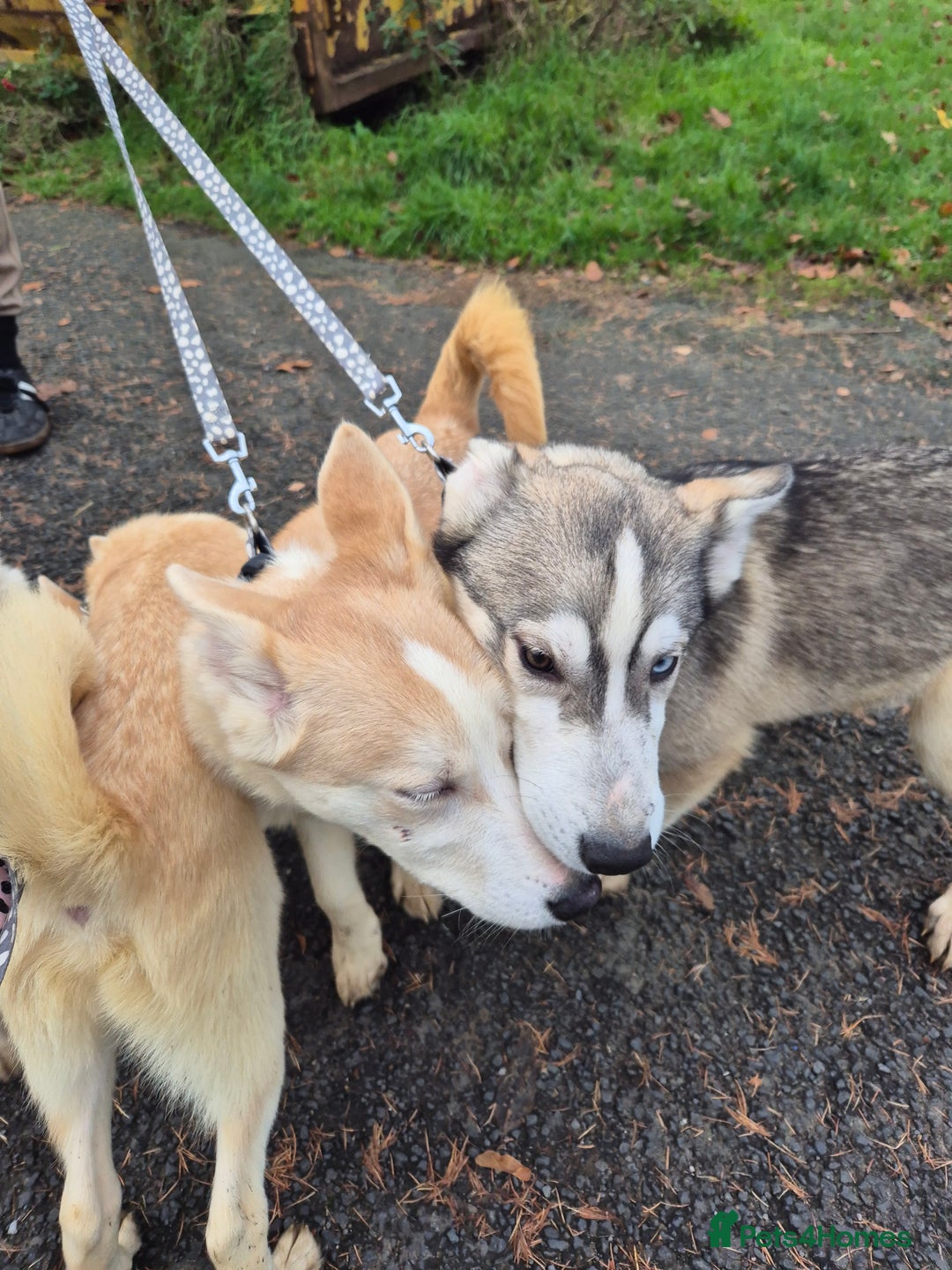 Siberian Husky dogs for sale: Beautiful Husky Looking for Their Forever Homes - Advert 14