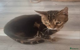 Bengal cats for sale: SBT Tica Bengal April retired April Choc Marble - Advert 9