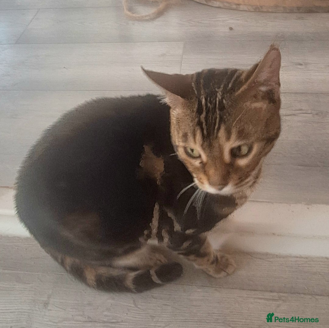 Bengal cats for sale: SBT Tica Bengal April retired April Choc Marble - Advert 9