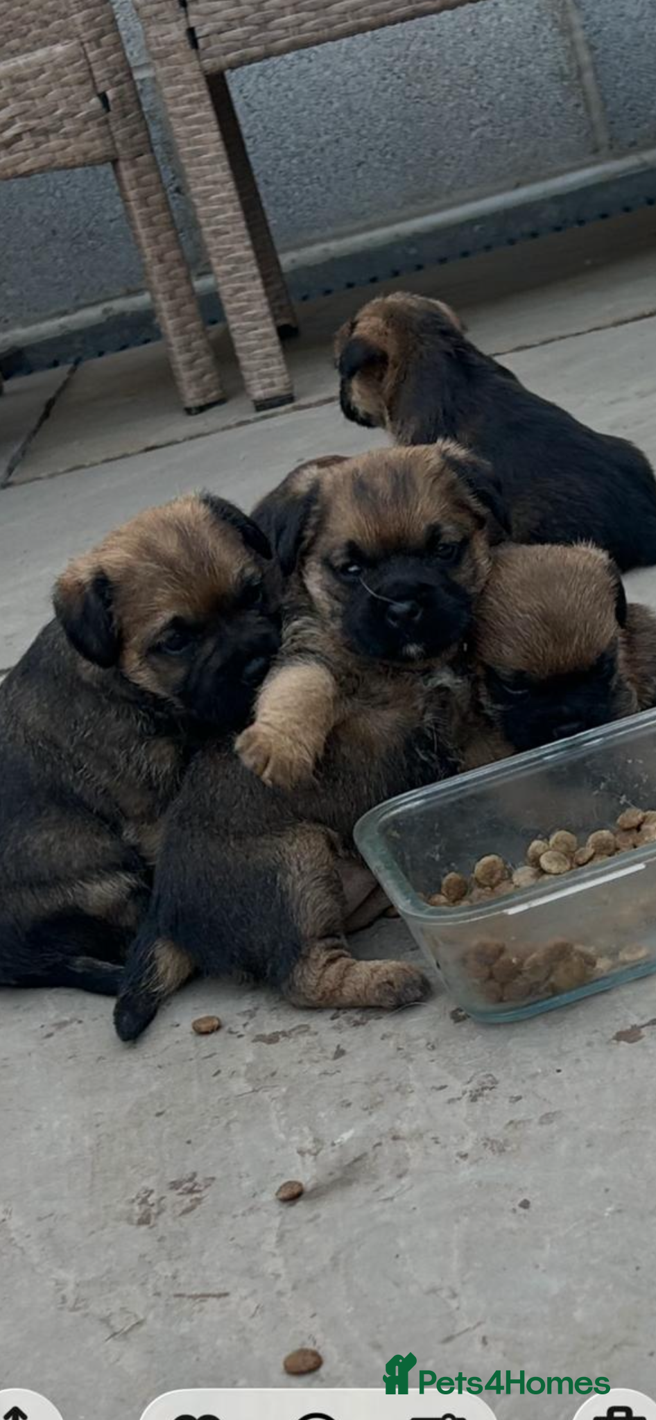 Border Terrier dogs Border Terrier puppies for sale SLEM Clear OXCROFT - Advert 1