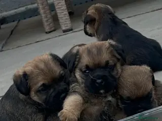Border Terrier dogs Border Terrier puppies for sale SLEM Clear OXCROFT - Advert 1