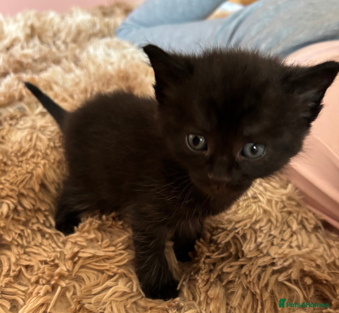 Mixed Breed cats for sale: 5 x gorgeous mixed kittens (4 left) - Image 13