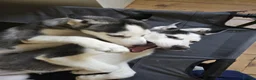 Siberian Husky dogs for sale: Two husky puppies for sale - Advert 10