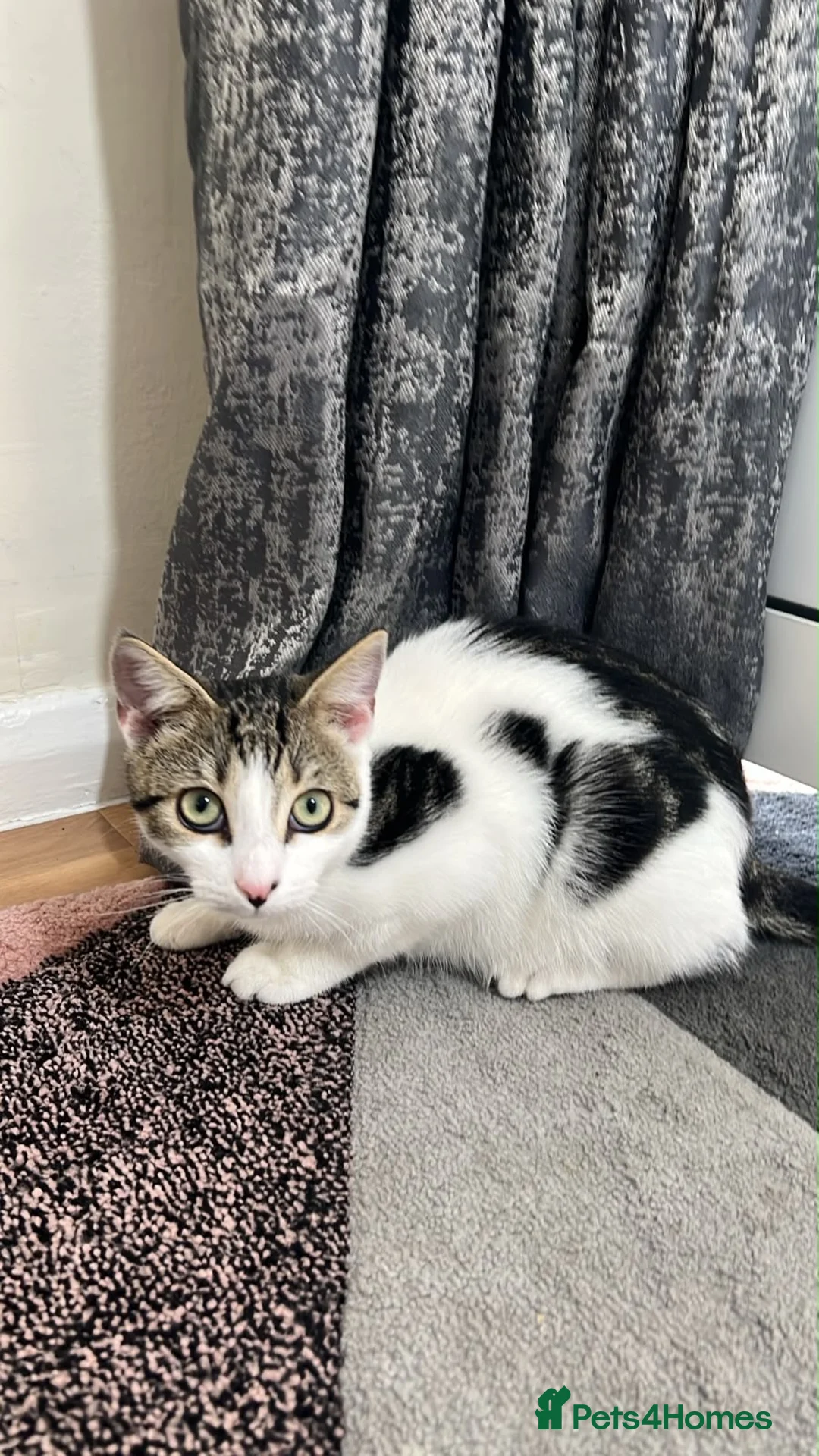 Domestic Shorthair cats for sale: Meme  in Reading - Advert 1