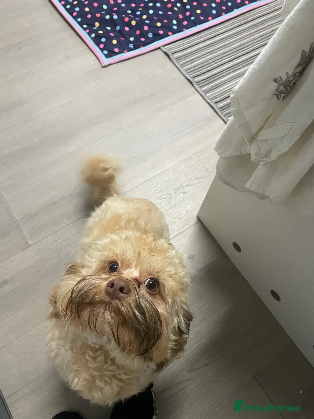 Shihpoo dogs for sale: Shihpoo - Advert 3