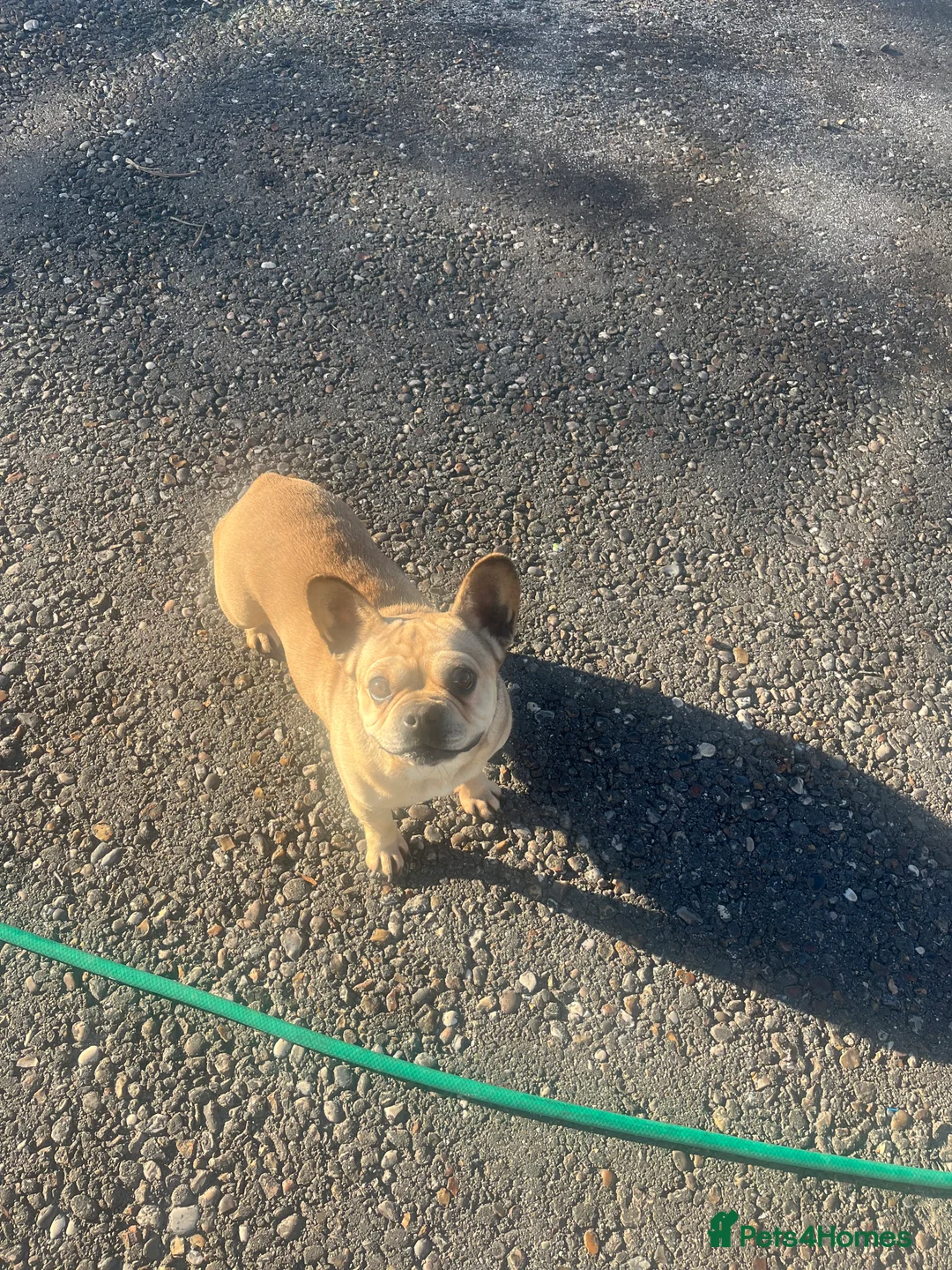 French Bulldog dogs for sale: French bulldog girl pink Carrier  - Advert 2