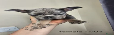 French Bulldog Puppy 3