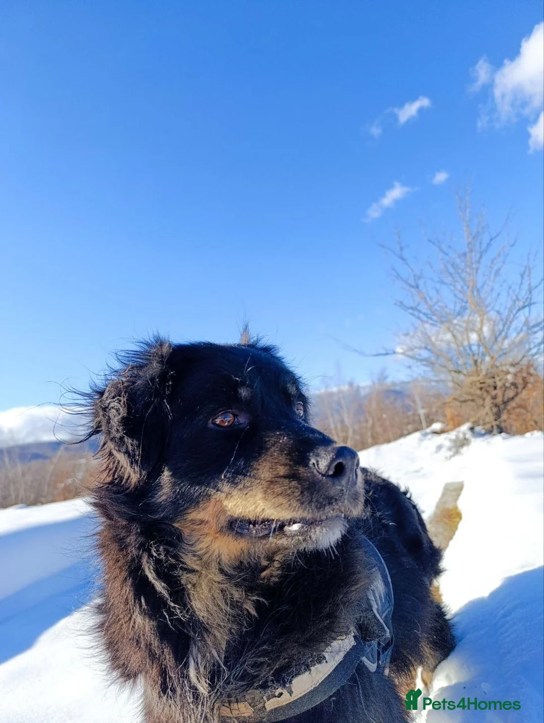 Mixed Breed dogs for adoption: Alexander - Advert 8