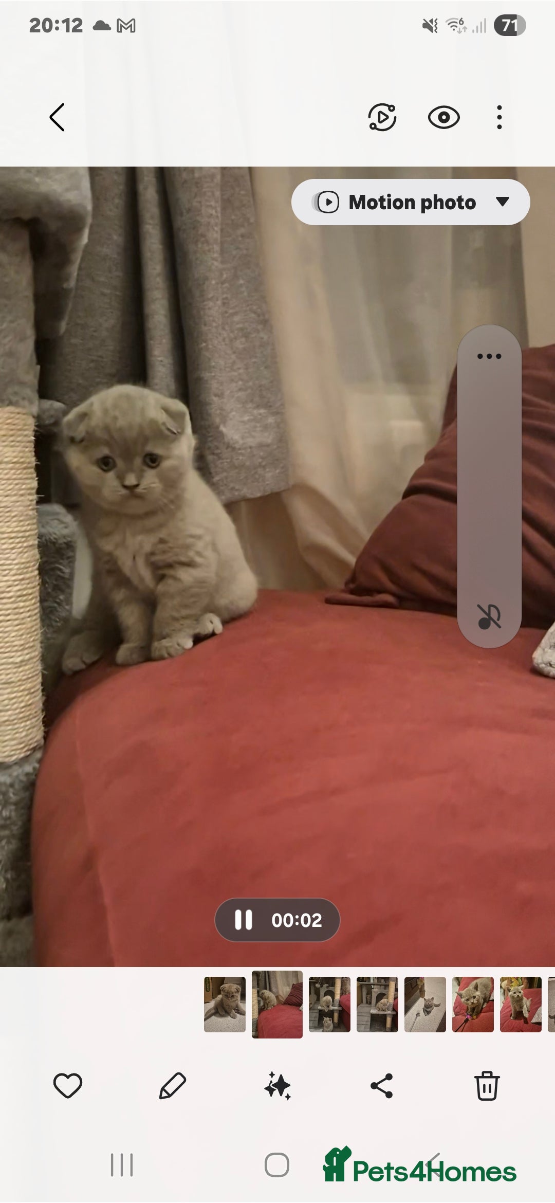 Scottish Fold cats for sale: Last 2 Scottish straight kittens  - Image 31