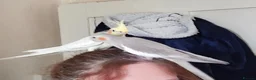 Cockatiels birds for sale: 2x cocktails, large cage & food for sale  in Maidstone - Advert 2