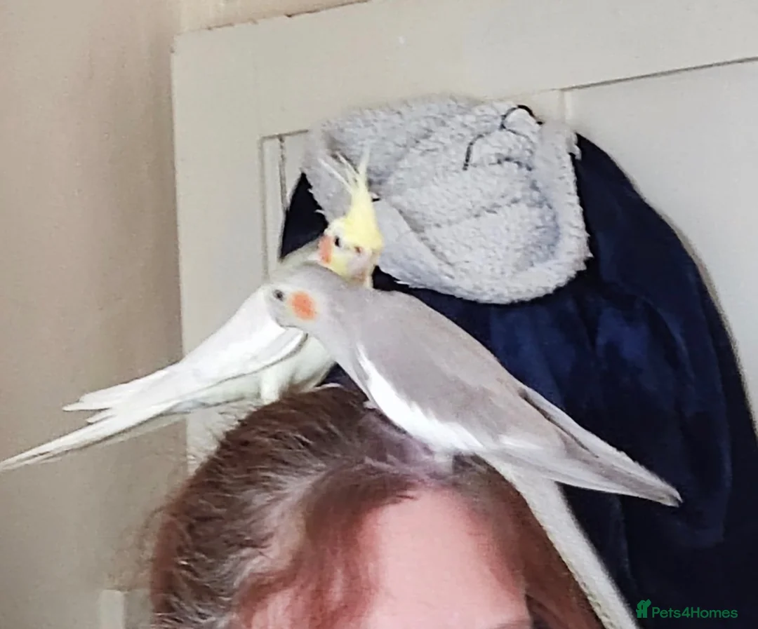 Cockatiels birds for sale: 2x cocktails, large cage & food for sale  in Maidstone - Advert 2
