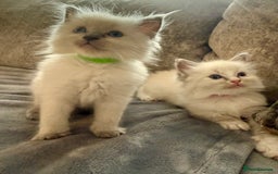 Ragdoll cats for sale: Beautiful Ragdoll Kittens  - Image 16