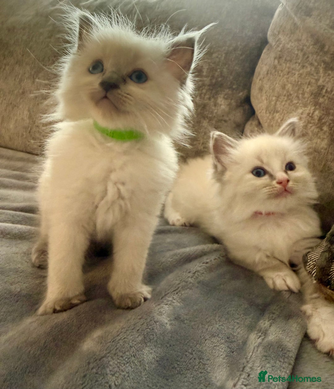 Ragdoll cats for sale: Beautiful Ragdoll Kittens  - Image 16