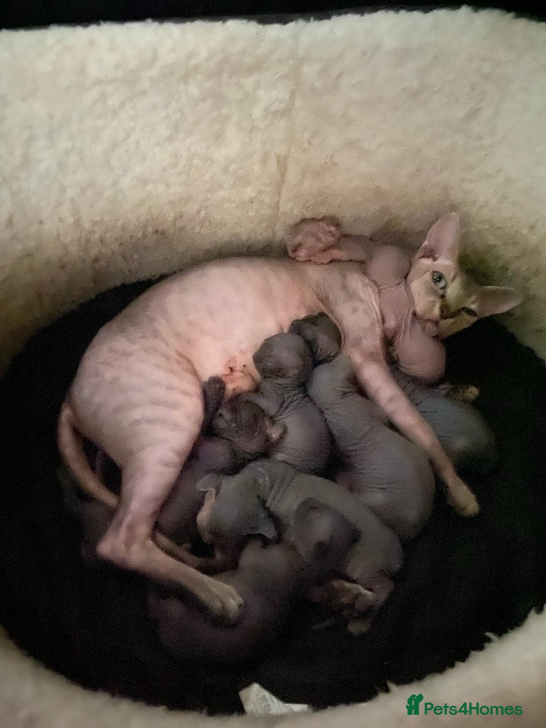 Sphynx cats for stud: TICA Registered Active,Canadian Sphynx is for STUD - Advert 7